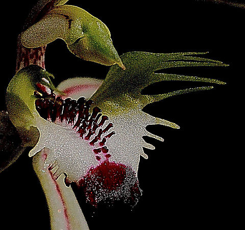 Small-clubbed spider orchid Australia,Caladenia clavula,Geotagged,Small-clubbed spider orchid