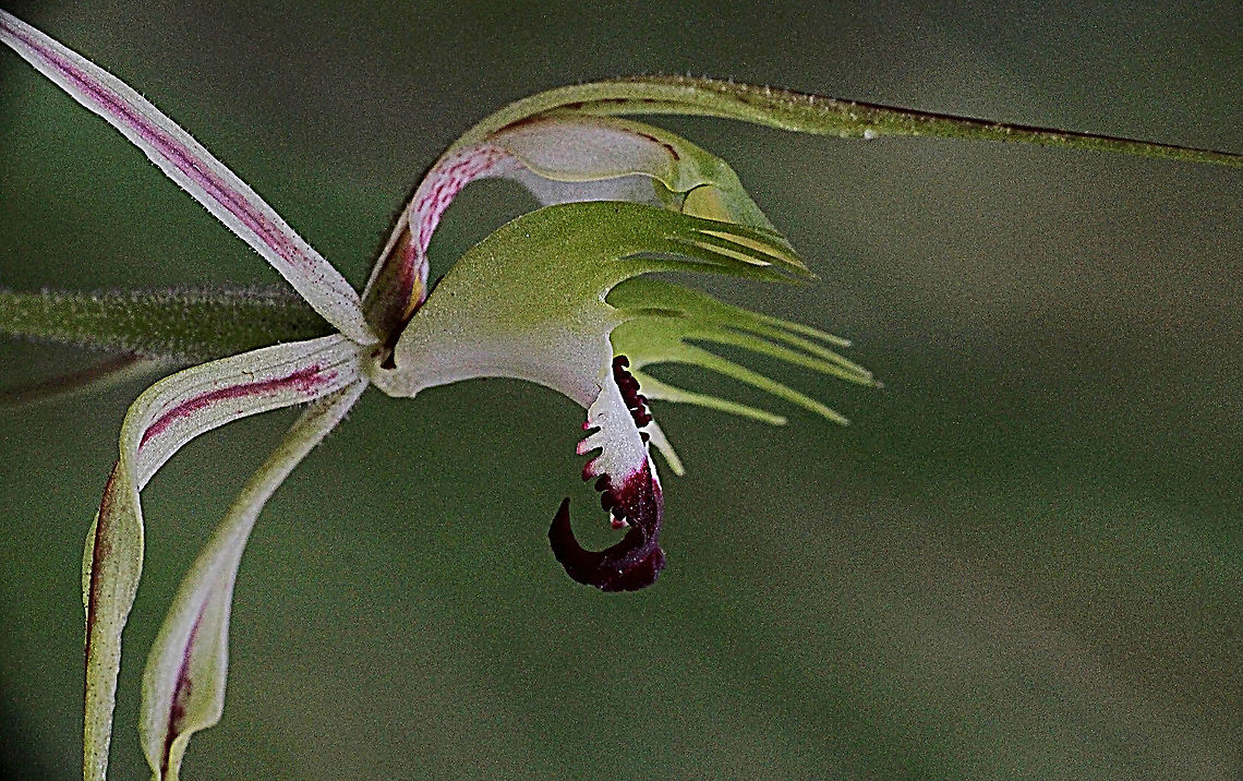 Small-clubbed spider orchid  Australia,Caladenia clavula,Geotagged,Small-clubbed spider orchid,Spring