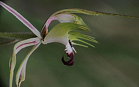 Small-clubbed spider orchid Australia,Caladenia clavula,Geotagged,Small-clubbed spider orchid,Spring