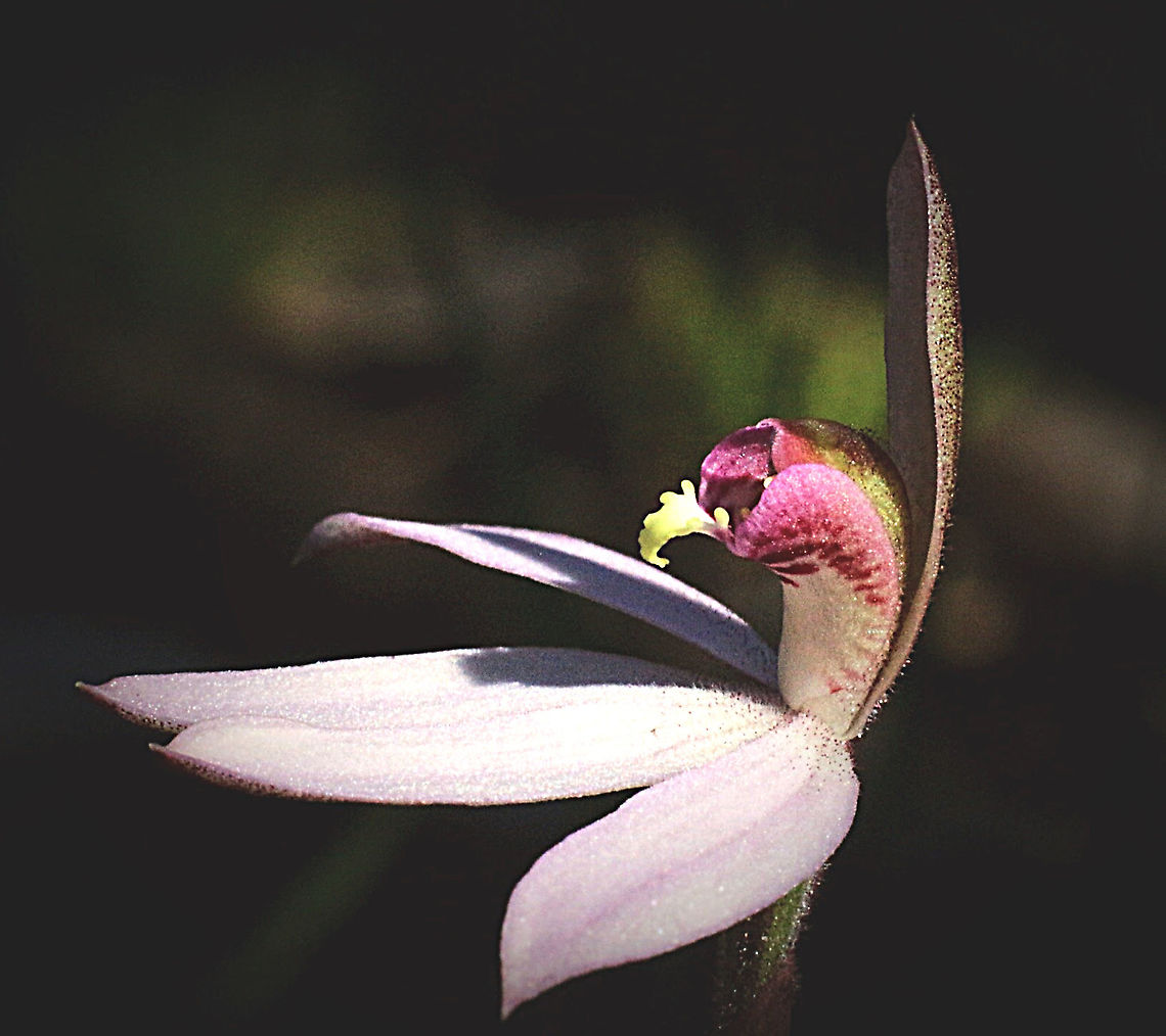 Pink fingers - Caladenia carnea  Australia,Caladenia carnea,Geotagged,Pink fingers orchid