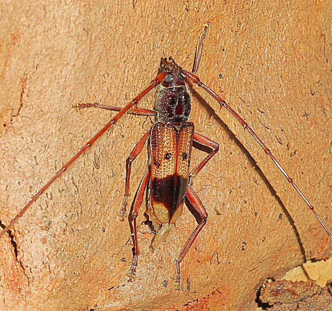 Eucalyptus Long - horned borer - Phoracantha semipunctata  Australia,Geotagged,Phoracantha semipunctata,Summer