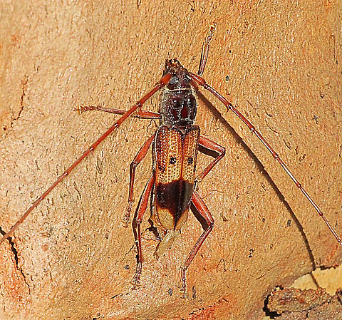 Eucalyptus Long - horned borer - Phoracantha semipunctata  Australia,Geotagged,Phoracantha semipunctata,Summer