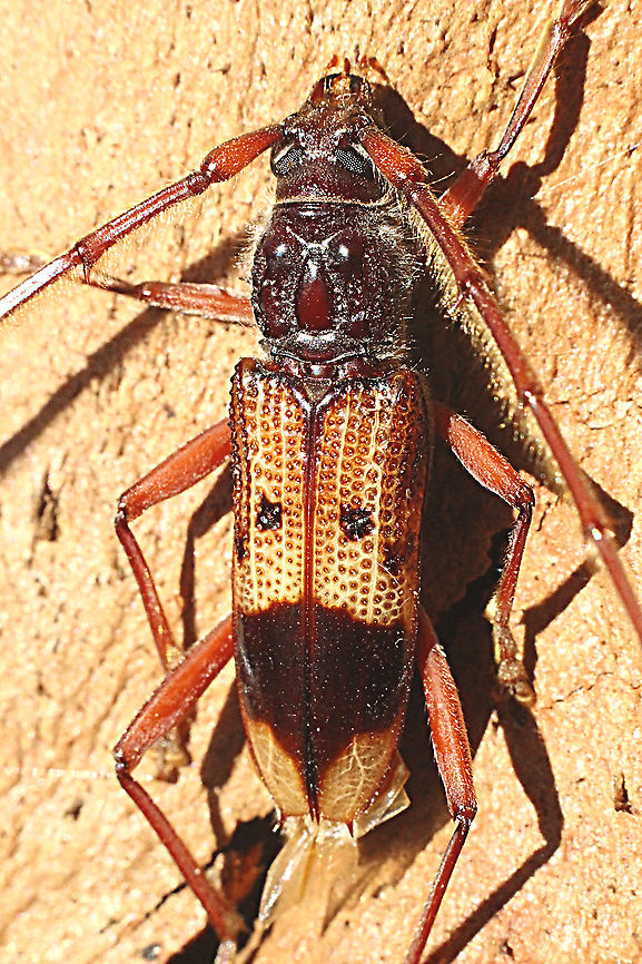 Eucalyptus Long-horned borer - Phoracantha semipunctata  Australia,Bairnsdale Vic,Eamw beetles,Geotagged,Phoracantha semipunctata,Summer,eamw Long Horn beetle