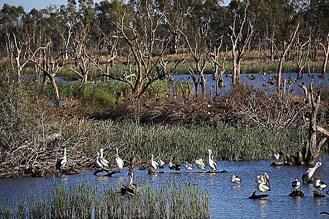 Front- Australian pelicans,centre ibis ruckery or nesting sites and back black swans Baillieu Lagoon waterbird Reserve in central Victoria. Australia,Geotagged,Spring