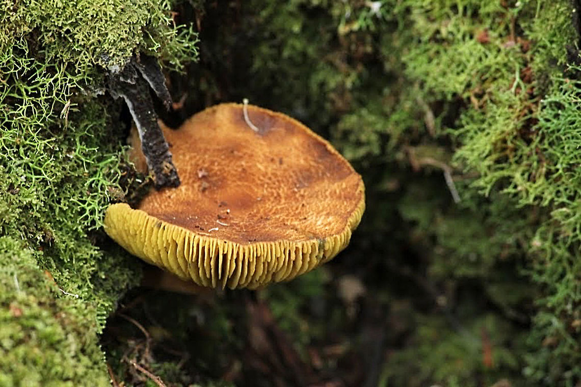 Amanita ochrophylla  Amanita ochrophylla,Australia,Geotagged,Ochre-gilled barefoot lepidella