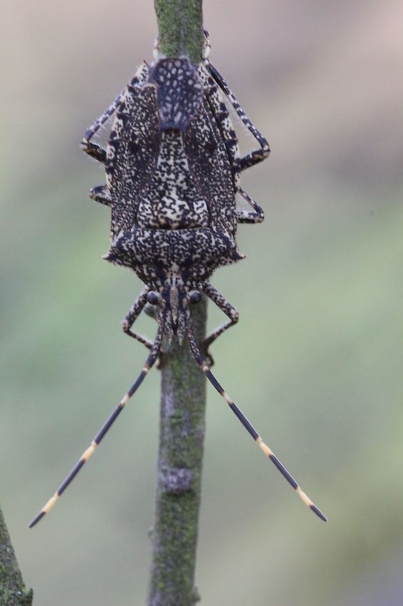 Acacia shield bug - Alcaeus varicornis  Acacia shield bug,Alcaeus varicornis,Australia,Geotagged,Summer
