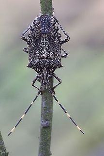 Acacia shield bug - Alcaeus varicornis  Acacia shield bug,Alcaeus varicornis,Australia,Geotagged,Summer