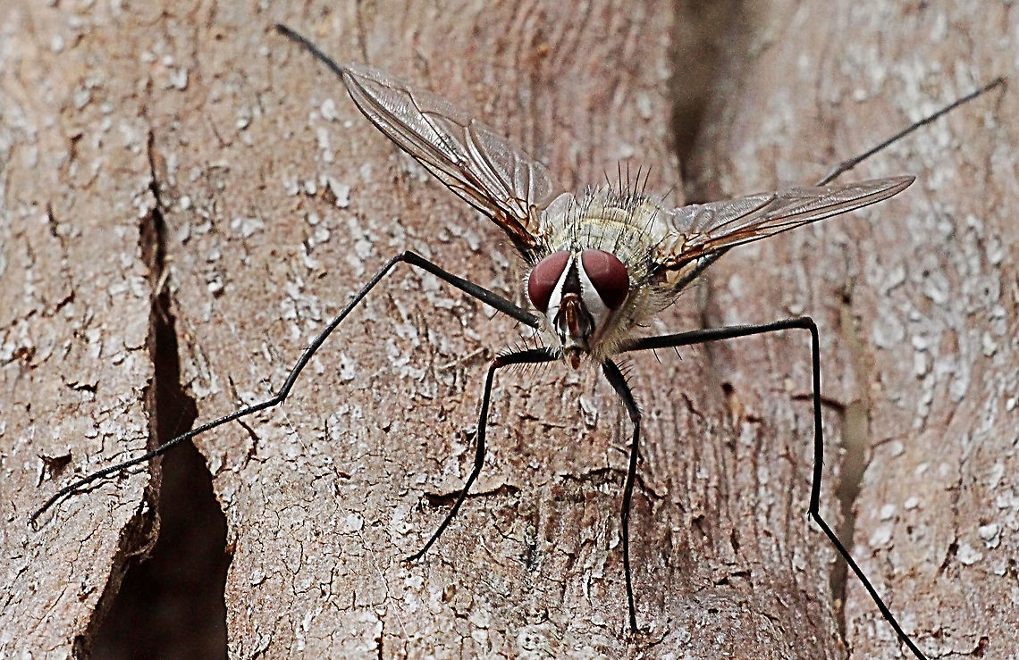 Long legged fly - Rutilotrixa lateralis  Australia,Geotagged,Rutilotrixa lateralis,Summer