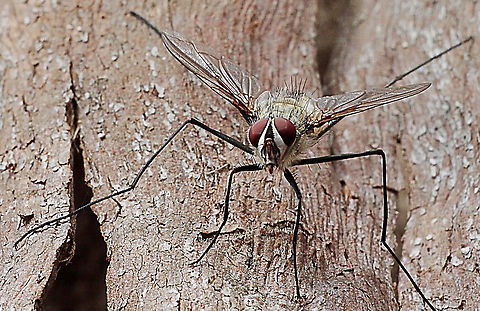 Long legged fly - Rutilotrixa lateralis  Australia,Geotagged,Rutilotrixa lateralis,Summer