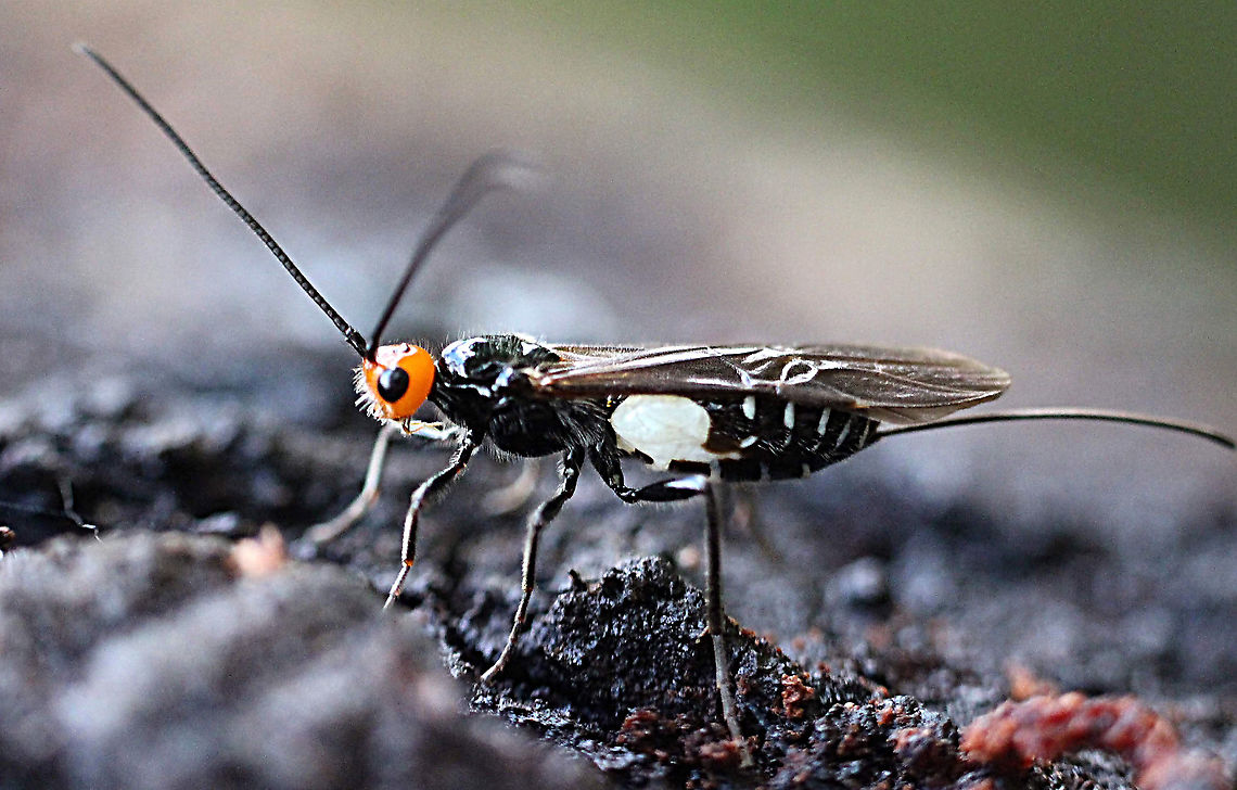 White - flanked black Braconid wasp - Callibracon capitator In search of a victim. Australia,Callibracon capitator,Geotagged,Summer,White Flank Black Braconid wasp