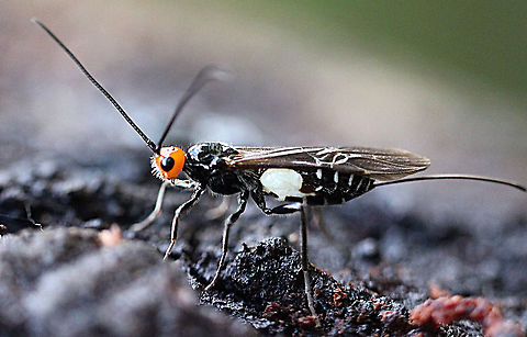 White Flank Black Braconid wasp