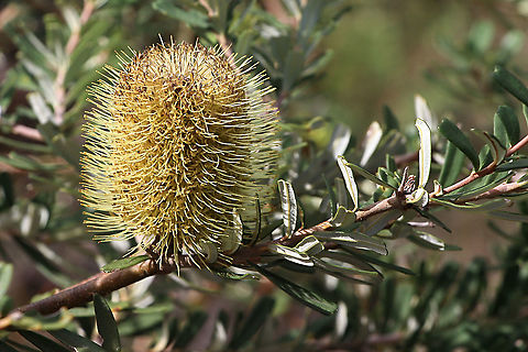 Silver Banksia - Banksia marginata  Australia,Banksia marginata,Fall,Geotagged,Silver Banksia