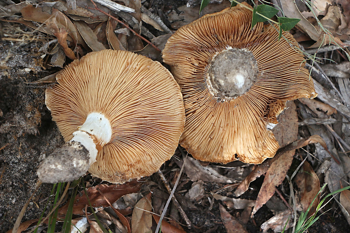 Ochre-gilled barefoot lepidella - Amanita ochrophylla Showing gill s Amanita ochrophylla,Australia,Fall,Geotagged,Ochre-gilled barefoot lepidella