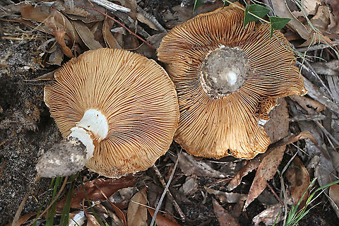 Ochre-gilled barefoot lepidella - Amanita ochrophylla Showing gill s Amanita ochrophylla,Australia,Fall,Geotagged,Ochre-gilled barefoot lepidella