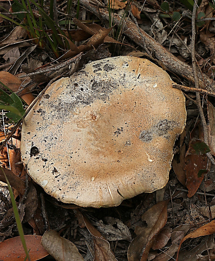 Ochre-gilled barefoot lepidella- Amanita ochrophylla Cap size 15 cm Amanita ochrophylla,Australia,Fall,Geotagged,Ochre-gilled barefoot lepidella