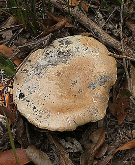 Ochre-gilled barefoot lepidella- Amanita ochrophylla Cap size 15 cm Amanita ochrophylla,Australia,Fall,Geotagged,Ochre-gilled barefoot lepidella