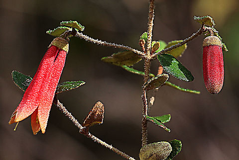 Common correa - Correa reflexa  Australia,Correa reflexa,Fall,Geotagged