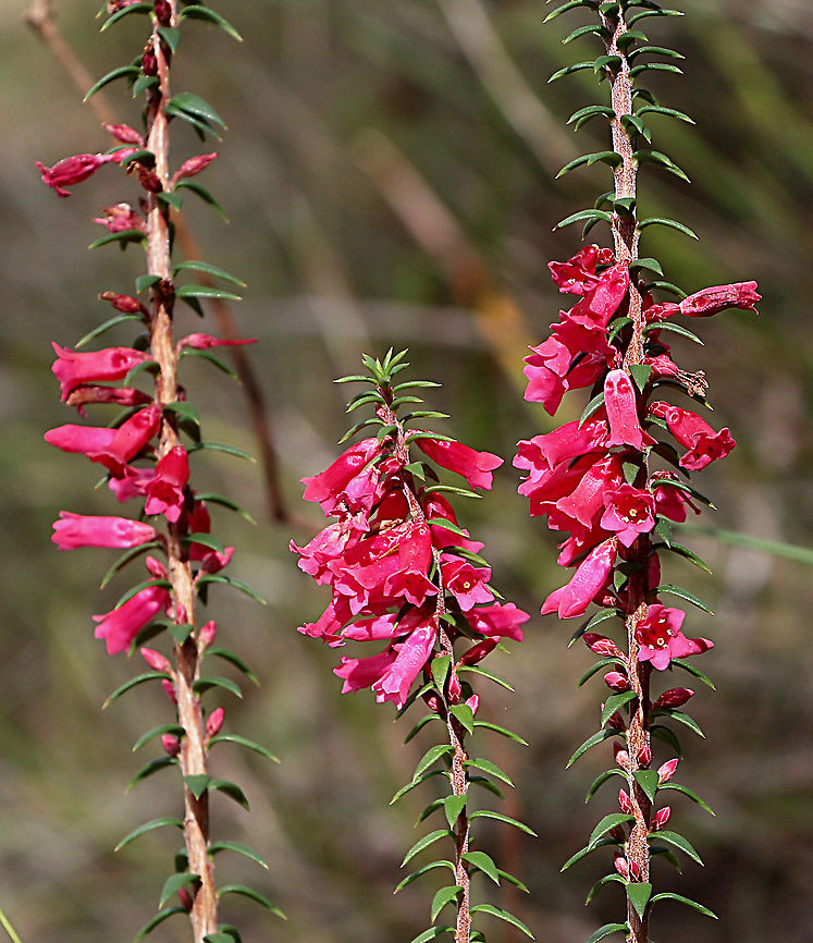 Common heath - Epacris impressa  Australia,Epacris impressa,Fall,Geotagged