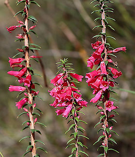Common heath - Epacris impressa  Australia,Epacris impressa,Fall,Geotagged