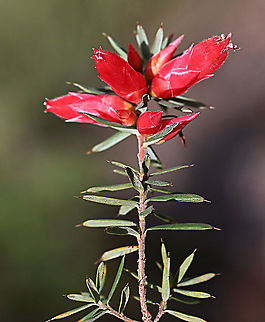 Cranberry heath - Astroloma humifusum  Astroloma humifusum,Australia,Fall,Geotagged