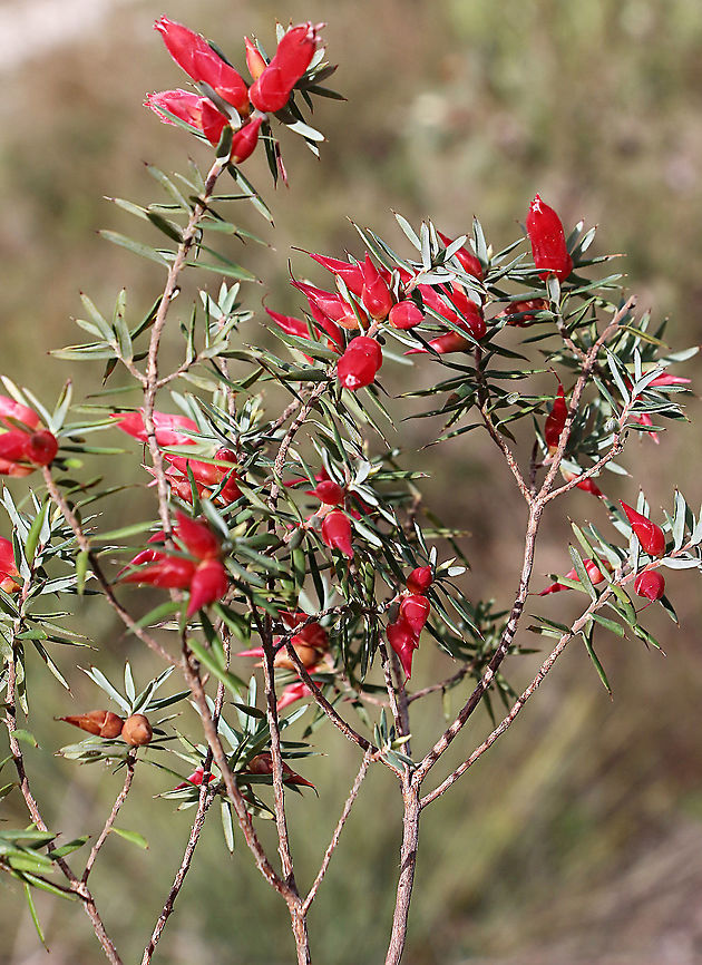 Cranberry heath - Astroloma humifusum  Astroloma humifusum,Australia,Fall,Geotagged