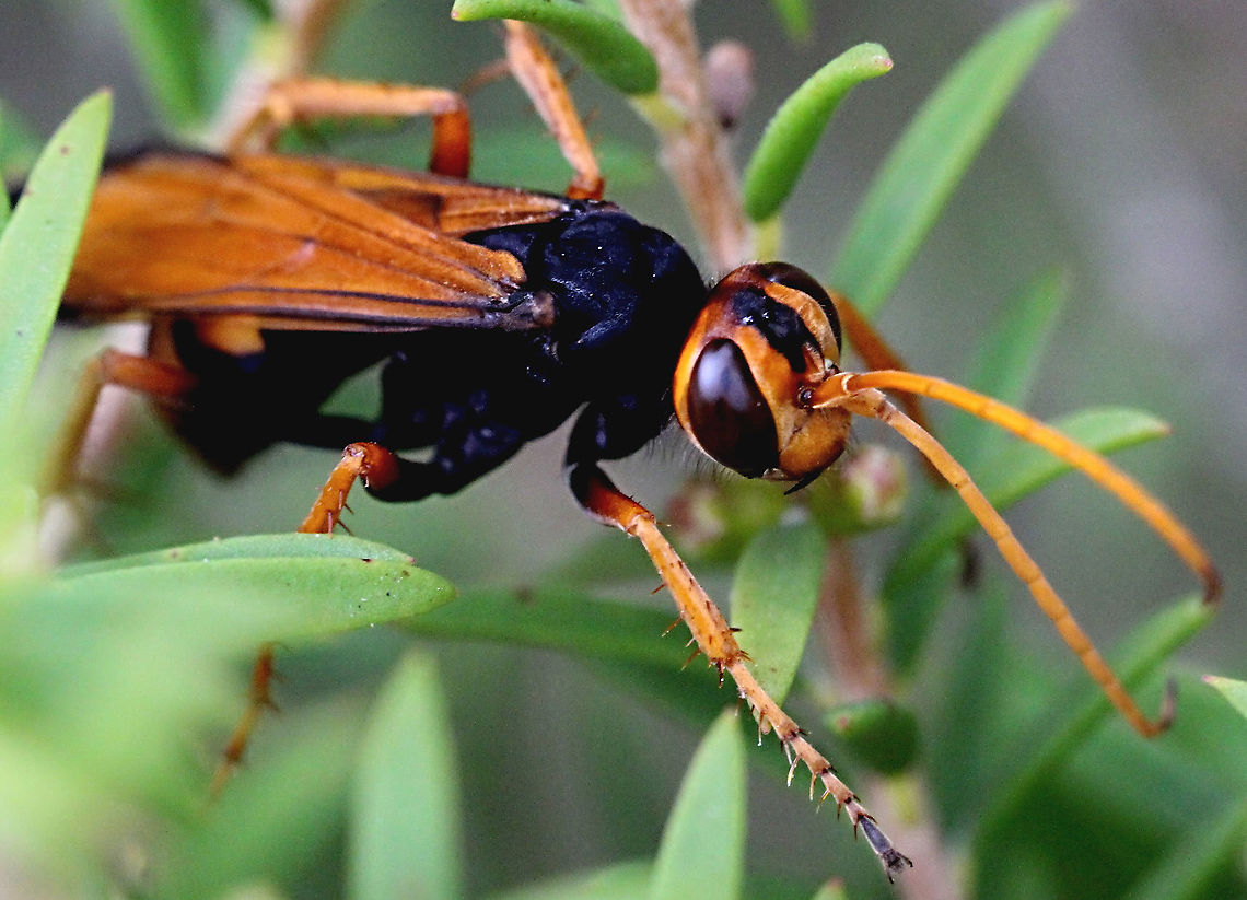 Orange Spider Wasp - Cryptocheilus bicolor  Australia,Cryptocheilus bicolor,Geotagged,Summer