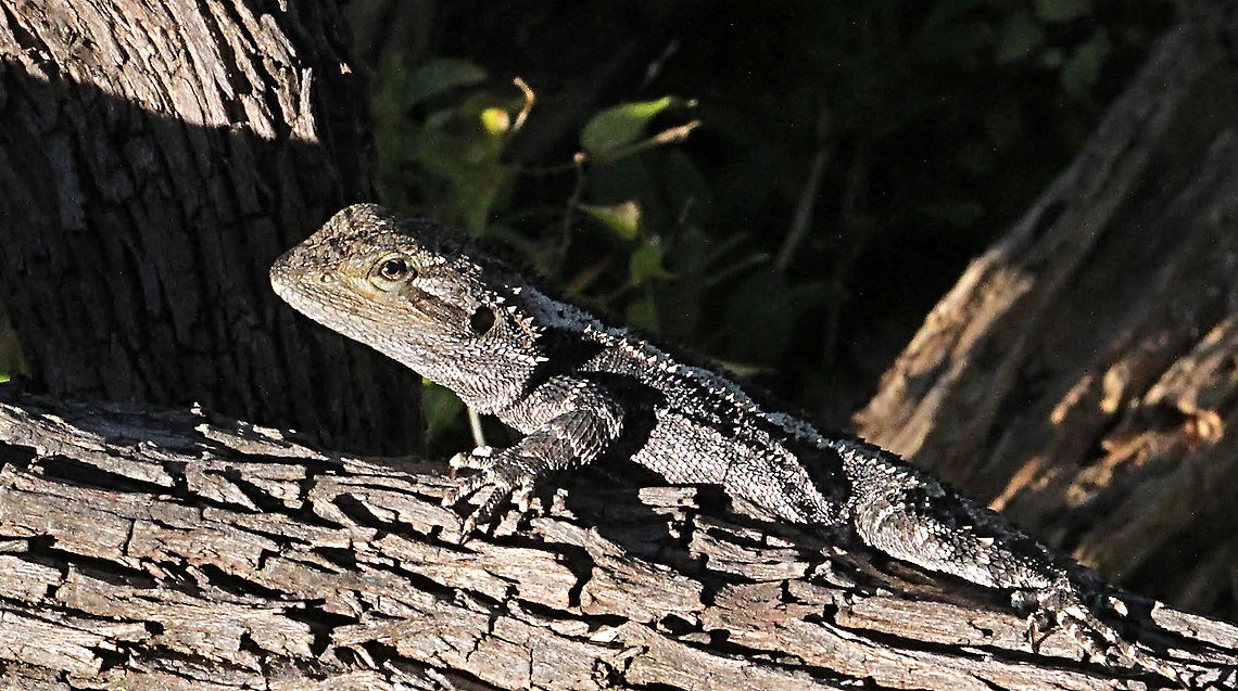 Jacky dragon - Amphibolurus muricatus  Amphibolurus muricatus,Australia,Geotagged,Jacky dragon,Spring