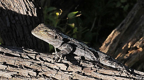 Jacky dragon - Amphibolurus muricatus  Amphibolurus muricatus,Australia,Geotagged,Jacky dragon,Spring