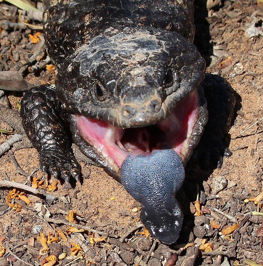 Shingle back lizard - Tiliqua rugosa Typical warning behaviour when threatened. Australia,Bobtail Skink,Eastern blue-tongued lizard,Geotagged,Tiliqua rugosa,Tiliqua scincoides scincoides