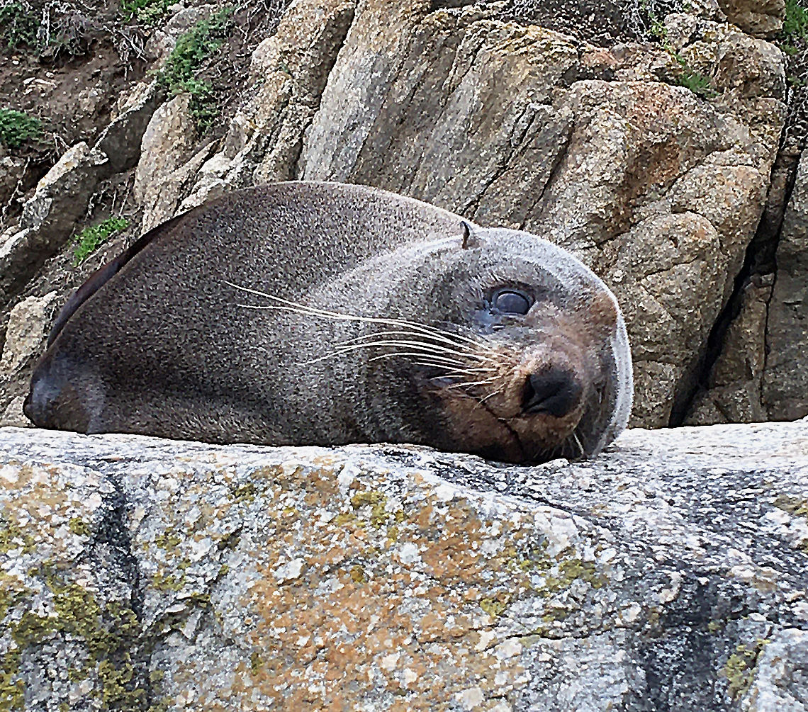 Brown fur seal - Arctocephalus pusillus Out of the water for a sleep on a coastal Granit bolder, warmed up by the sun. Arctocephalus forsteri,Arctocephalus pusillus,Australia,Australian fur seal,Brown fur seal,Fall,Geotagged