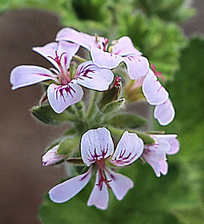 Native storkbill - Pelargonium australe Common along coastal areas Australia,Fall,Geotagged,Pelargonium australe