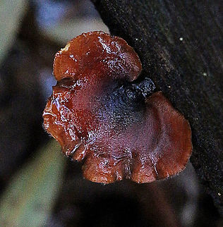 Ganoderma lucidum ? Growing on life tree Australia,Eamw,Ganoderma lucidum,Geotagged,Lingzhi mushroom,Summer