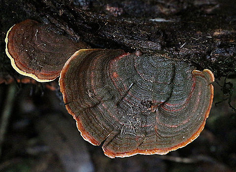False turkey-tail - Stereum Osteraufstands  Australia,Eamw fungi,False turkey-tail,Geotagged,Stereum ostrea,Summer