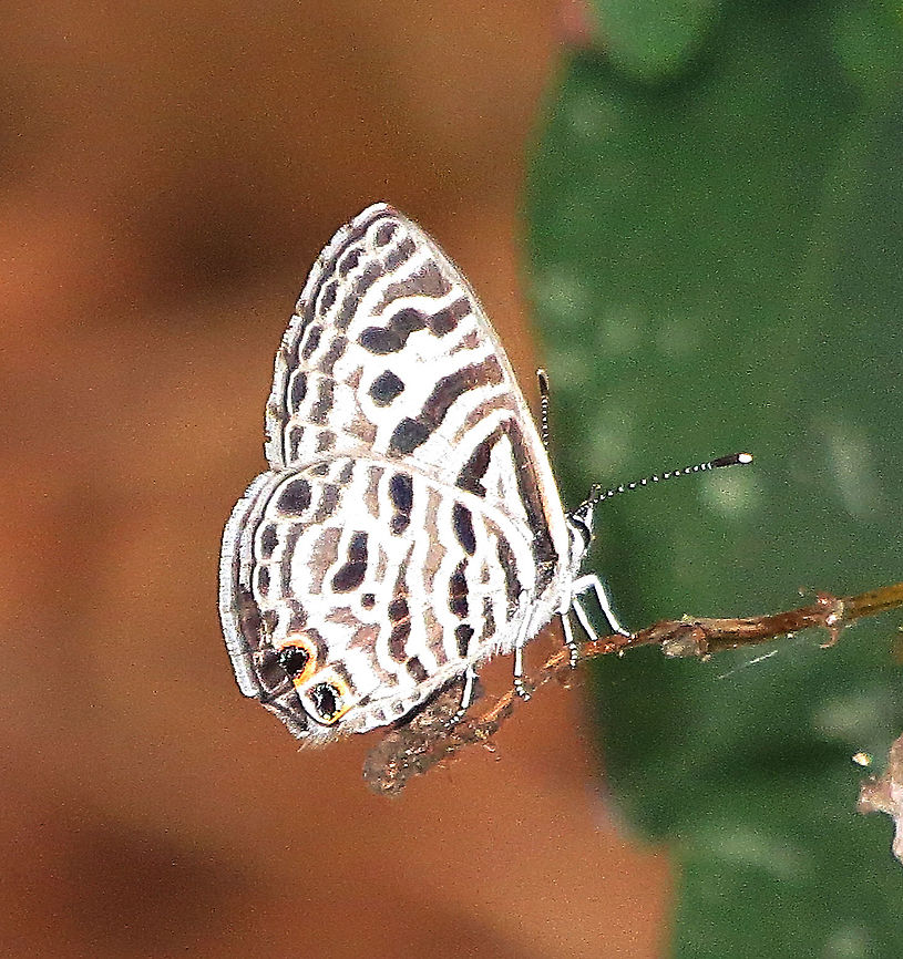 Zebra Blue Tarucus plinius  Eamw butterflies,Geotagged,Tarucus plinius,Vietnam,Zebra Blue