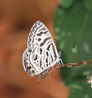Zebra Blue Tarucus plinius  Eamw butterflies,Geotagged,Tarucus plinius,Vietnam,Zebra Blue