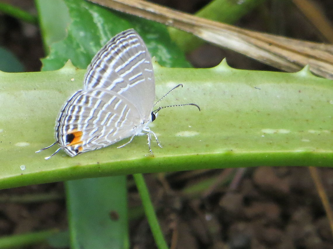 Common cerulean - Jamides celeno.  Common cerulean,Eamw butterflies,Geotagged,Jamides celeno,Vietnam