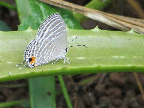 Common cerulean - Jamides celeno.  Common cerulean,Eamw butterflies,Geotagged,Jamides celeno,Vietnam