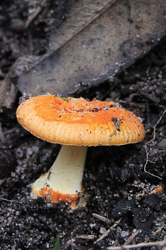 Vermillion grisette - Amanita xanthocephala  Amanita caesarea,Amanita xanthocephala,Australia,Eamw fungi,Fall,Geotagged,Vermilion grisette