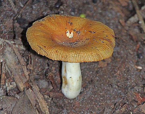 Unidentified mushroom genus Lactarius  Australia,Eamw,Fall,Geotagged
