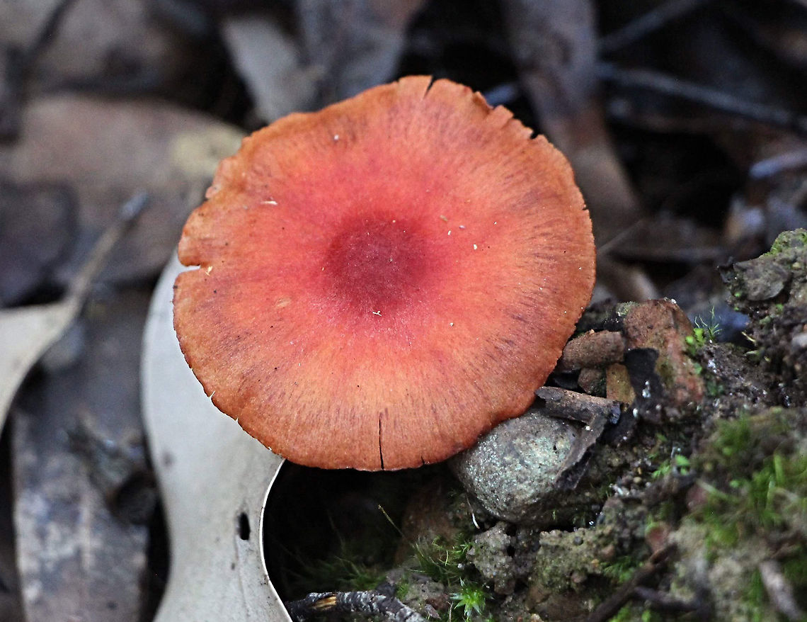 Not identified yet  Australia,Eamw fungi,Geotagged,Winter