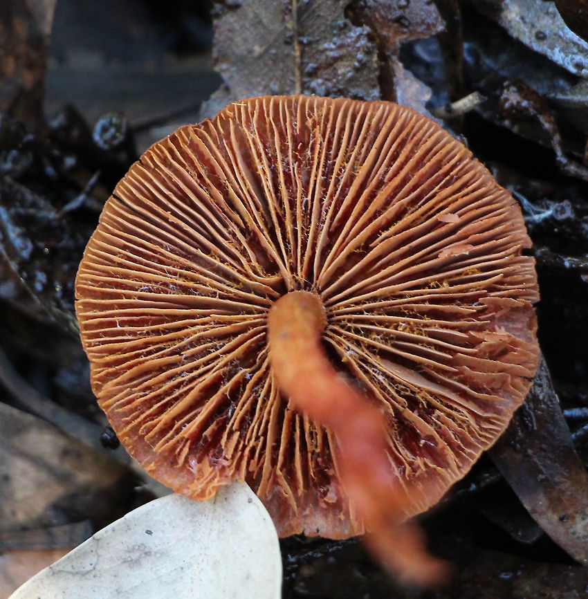 Not identified yet.  Australia,Eamw fungi,Geotagged,Winter