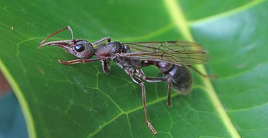 Myremecia pyriformis This winged individual was about 30 mm long and mostlikely a female as queens are somewhat bigger. Females can start a new collony without a Queen after mating . They are very alert and quite aggressive and can see you from about 1 m distance.  Australia,Eamw ants,Fall,Geotagged,Myrmecia pyriformis