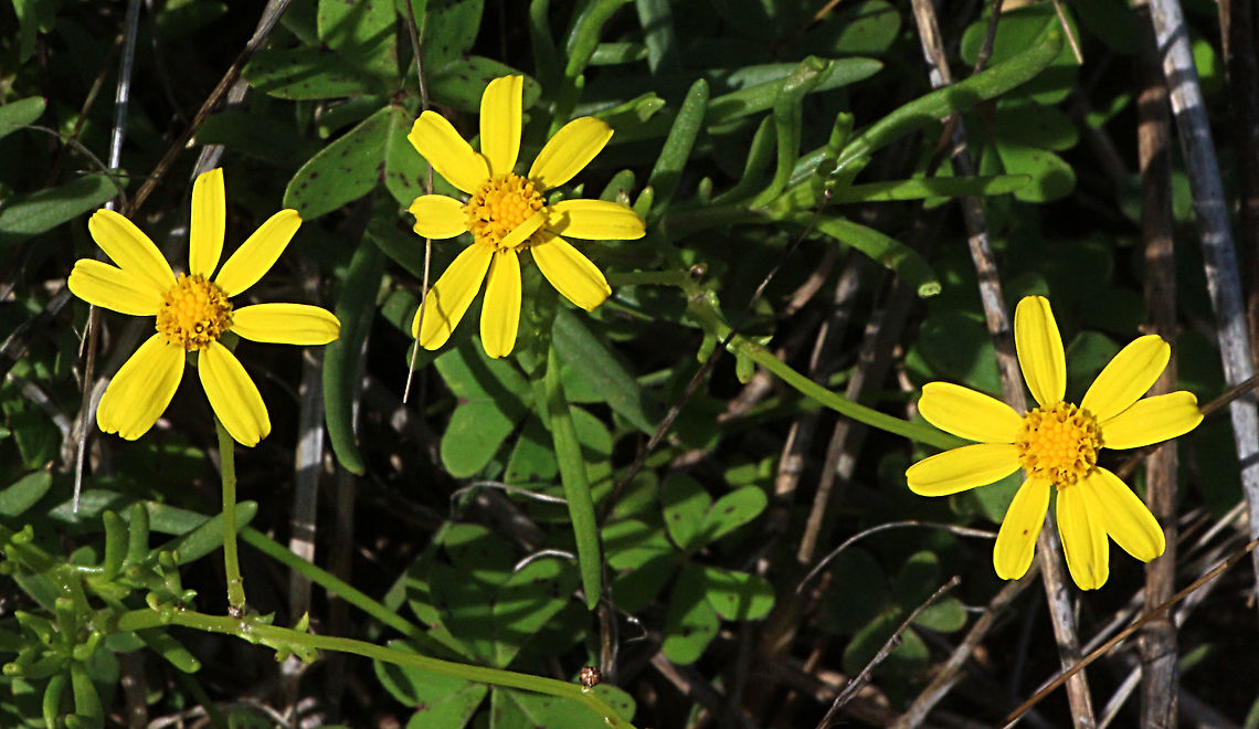 Yam daisy - Microseris lanceolata A good bush food. Australia,Eamw flora,Fall,Geotagged,Micro series lanceolata,Microseris lanceolata