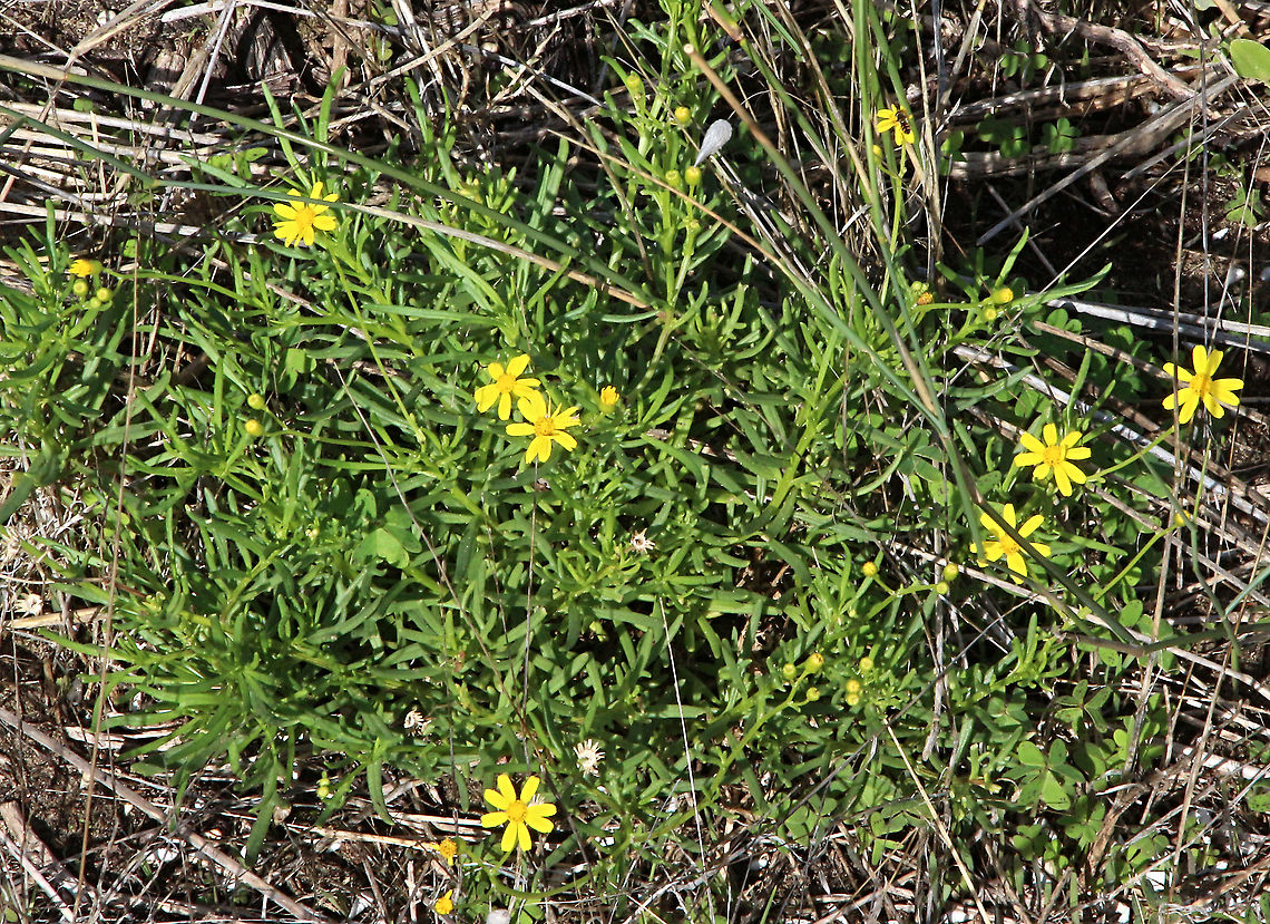 Yam daisy - Microseris lanceolata  Australia,Eamw flora,Fall,Geotagged,Micro series lanceolata,Microseris lanceolata