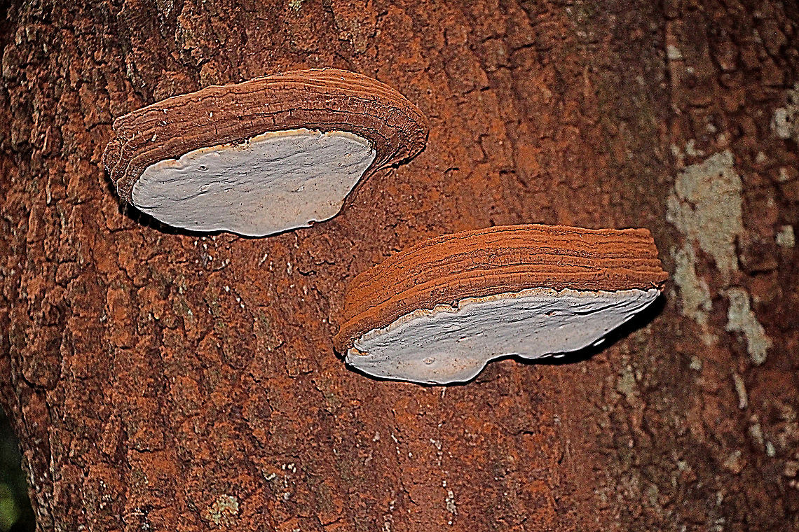 Ganoderma tornatum The release of spore powder can be seen on the bark of the host tree. Australia,Eamw fungi,Fall,Ganoderma tornatum,Geotagged