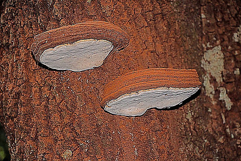 Ganoderma tornatum The release of spore powder can be seen on the bark of the host tree. Australia,Eamw fungi,Fall,Ganoderma tornatum,Geotagged