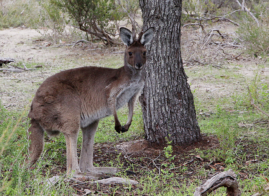 Western grey kangaroo - Macropus fuliginosus  Australia,Eamw macropods,Fall,Geotagged,Macropus fuliginosus,Western grey kangaroo