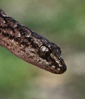 Christinus marmoratus  Australia,Christinus marmoratus,Eamw geckos,Fall,Geotagged