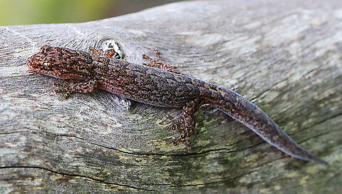 Christinus marmoratus Found under tree bark .This species is commonly called Marbled Gecko. Australia,Christinus marmoratus,Eamw geckos,Fall,Geotagged