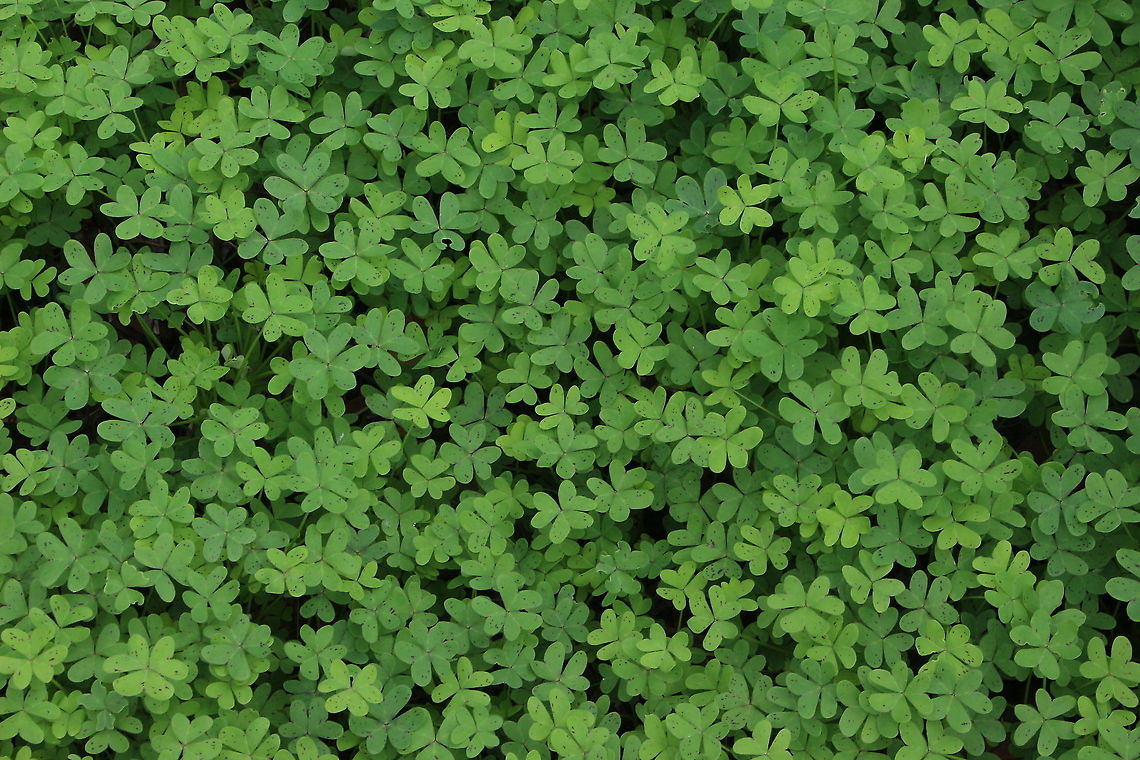 Common yellow oxalis  - Oxalis stricta It grows like a lawn and looks fantastic when it is in full bloom. Australia,Common yellow woodsorrel,Eamw flora,Fall,Geotagged,Oxalis stricta